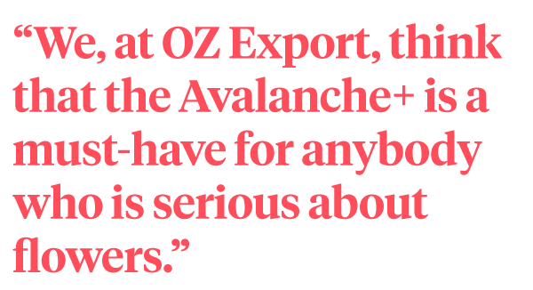 OZ Export Avalanche