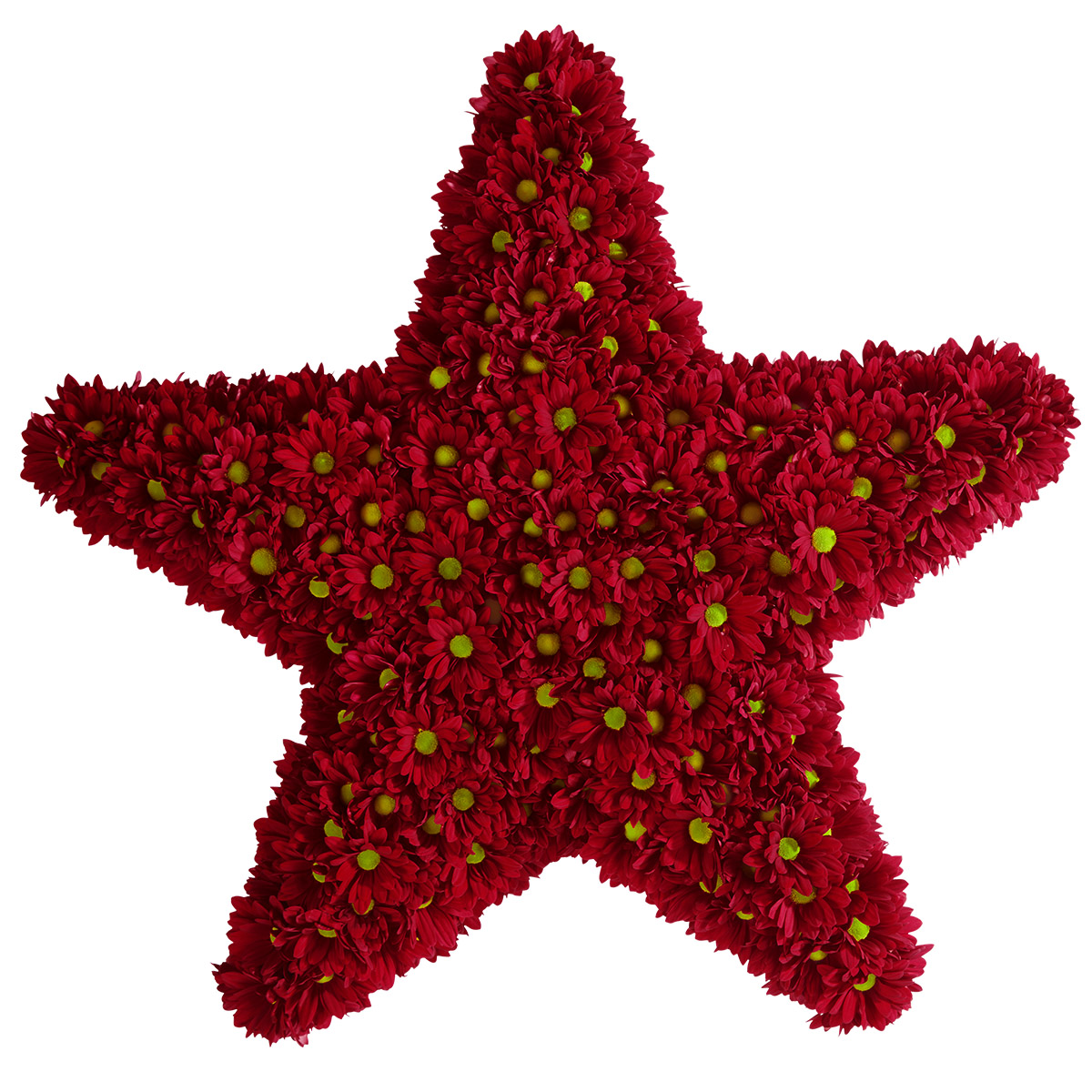 Red Chrysants for Valentine Of Course Dümmen Orange 02 Chrysanthemum Ruby Star