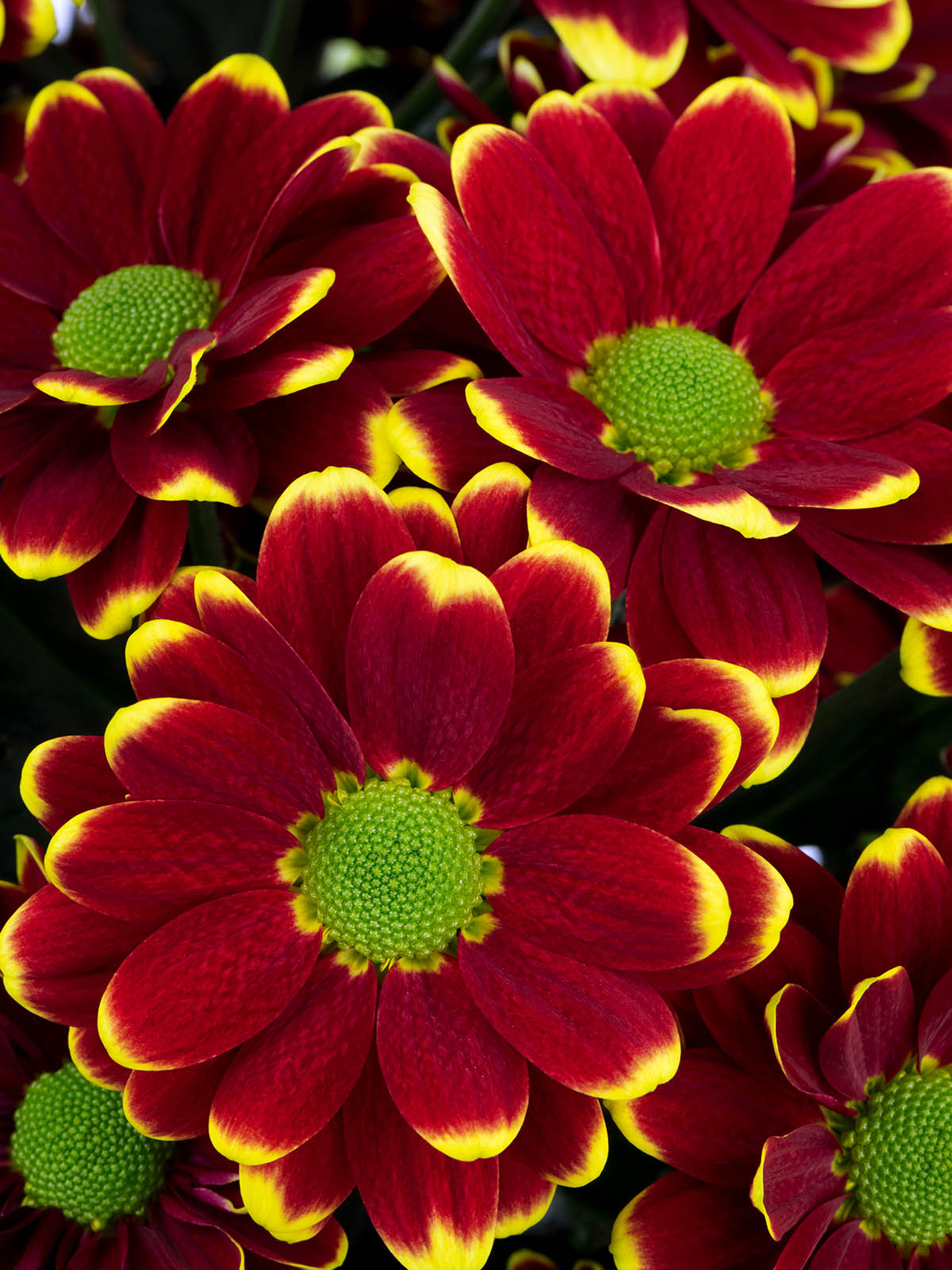 Red Chrysants for Valentine Of Course Deliflor 11 Chrysanthemum Alamos Yellow