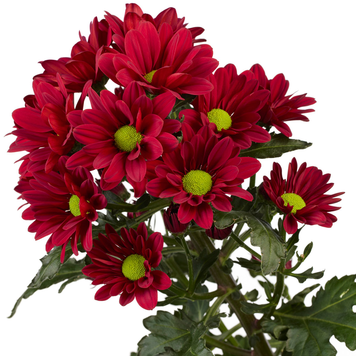 Red Chrysants for Valentine Of Course Royal Van Zanten 01 Chrysanthemum Barolo