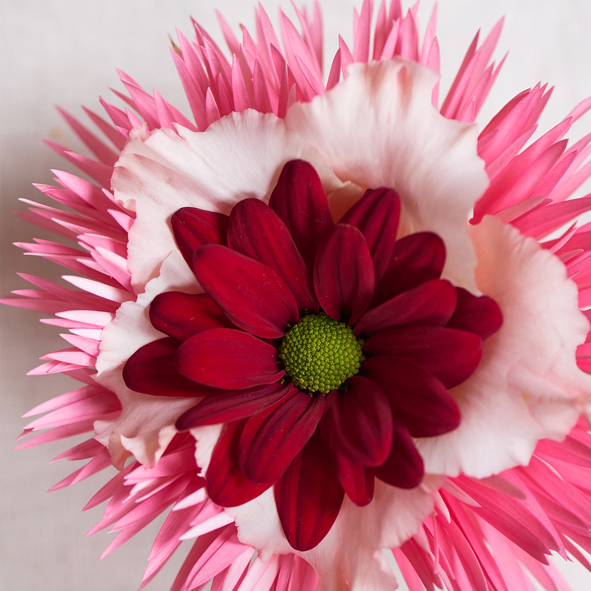 Red Chrysants for Valentine Of Course Royal Van Zanten 02 Chrysanthemum Barolo