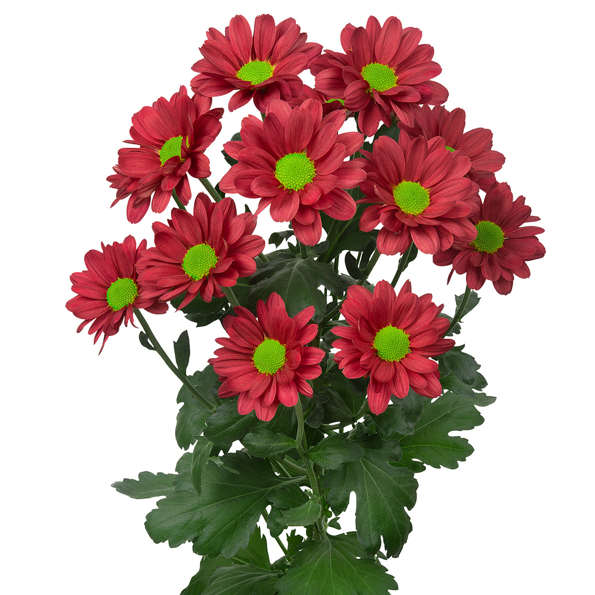 Red Chrysants for Valentine Of Course Dekker Chrysanten 51 Chrysanthemum Memphis