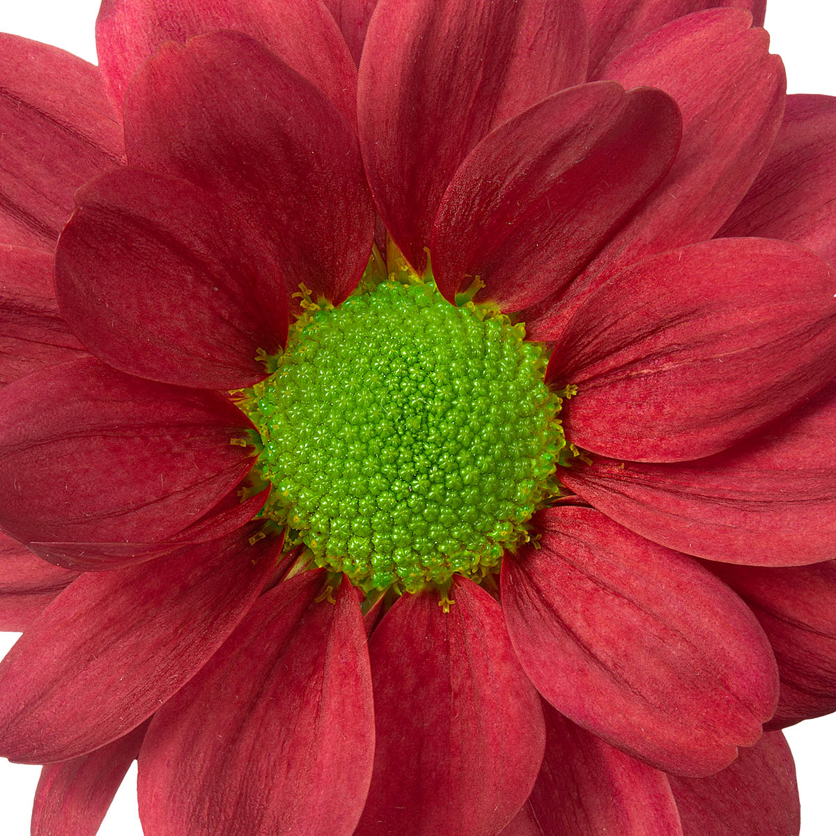 Red Chrysants for Valentine Of Course Dekker Chrysanten 52 Chrysanthemum Memphis
