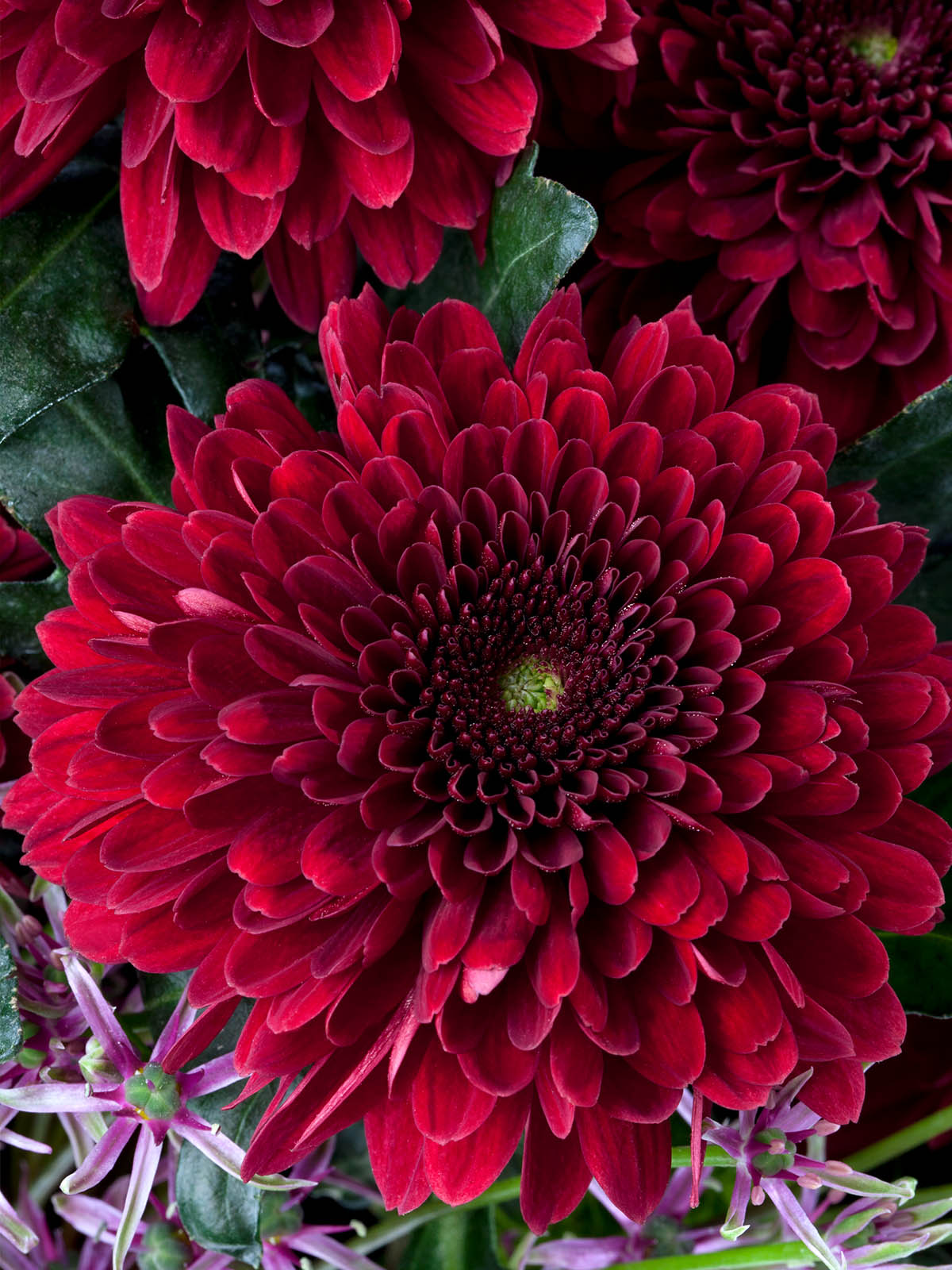 Red Chrysants for Valentine Of Course Deliflor 31 Chrysanthemum Barca Red