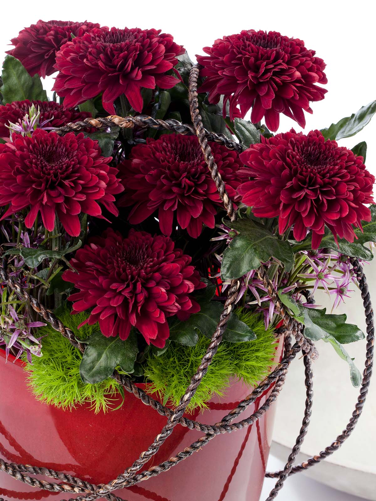 Red Chrysants for Valentine Of Course Deliflor 33 Chrysanthemum Barca Red