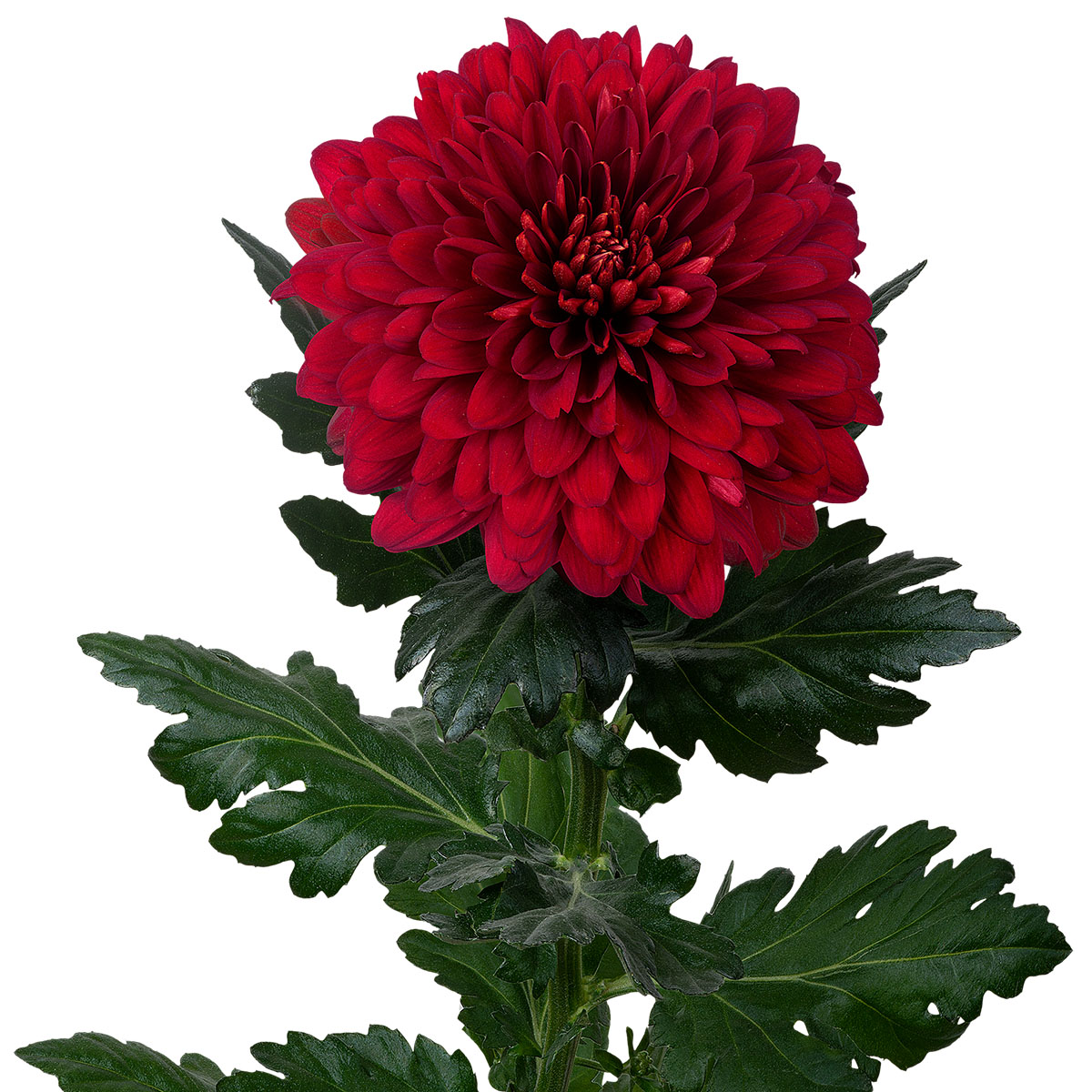 Red Chrysants for Valentine Of Course Dekker Chrysanten 21 Chrysanthemum Rabelo