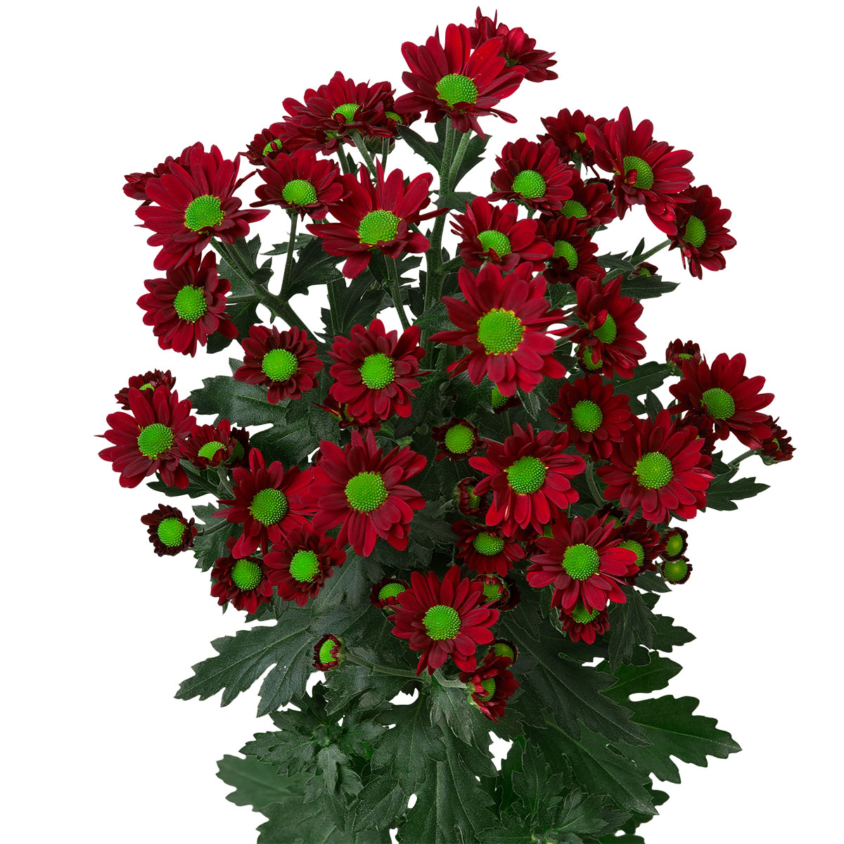 Red Chrysants for Valentine Of Course Dekker Chrysanten 31 Chrysanthemum Madiba Dunga Red
