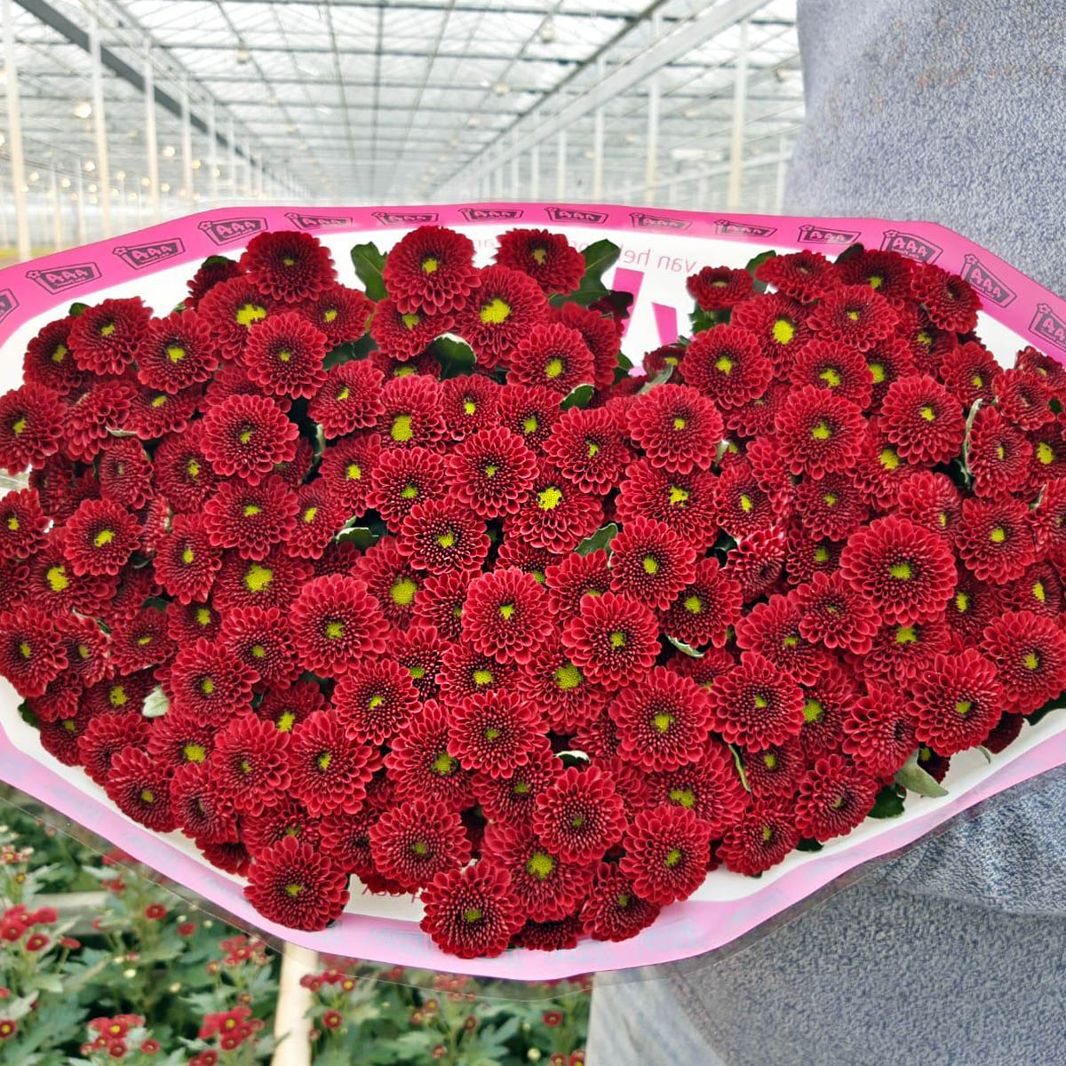Red Chrysants for Valentine Of Course Dekker Chrysanten 42 Chrysanthemum Santini Purpetta Red
