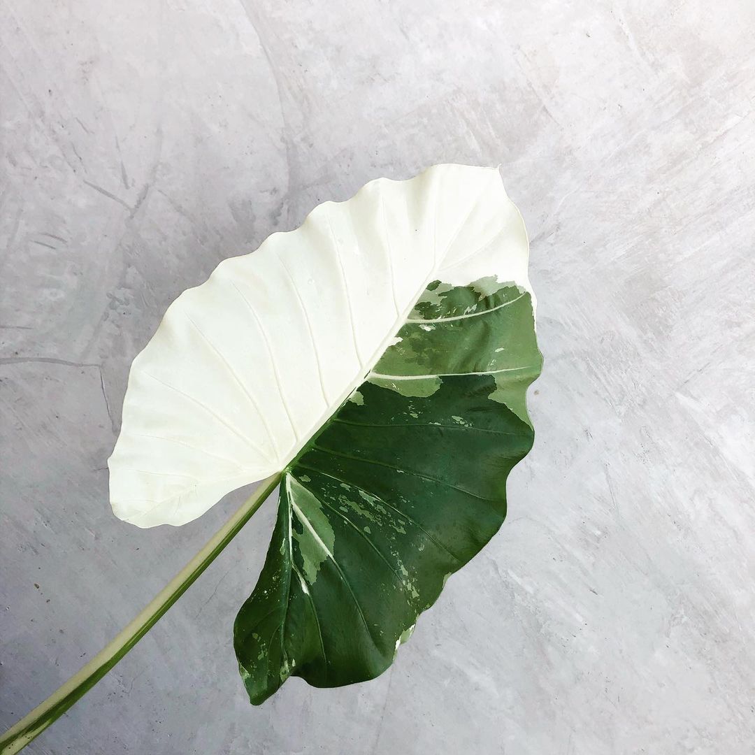 Variegated Alocasia (Macrorrhiza Variegata) - the Elephant Ear Plant