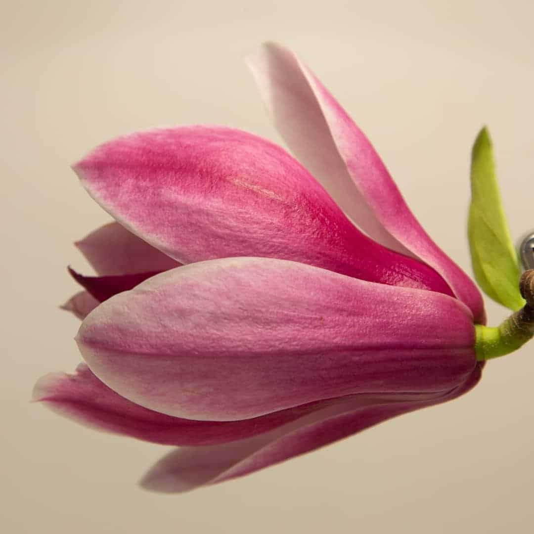Distinctive Animal Species or Photoshop Masterpiece - Kulu magnolia material - josh dykgraaf - on thursd