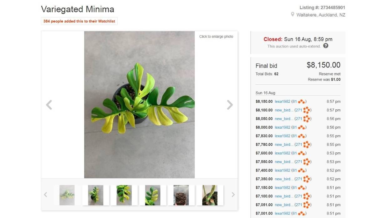 Most expensive House Plant - Philodendron Minima- on Thursd.