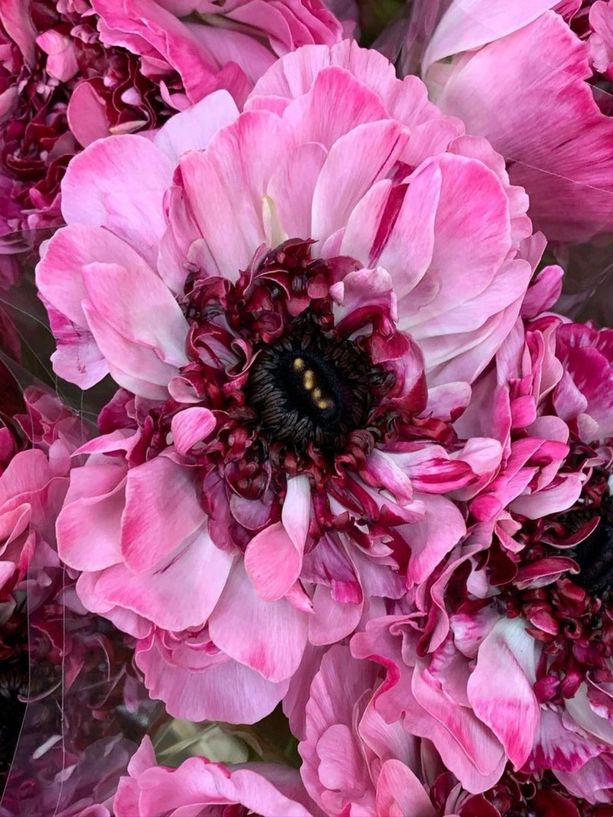 Your Favorite Japanese Ranunculus Charlotte - cerise - source Fleurametz - on thursd