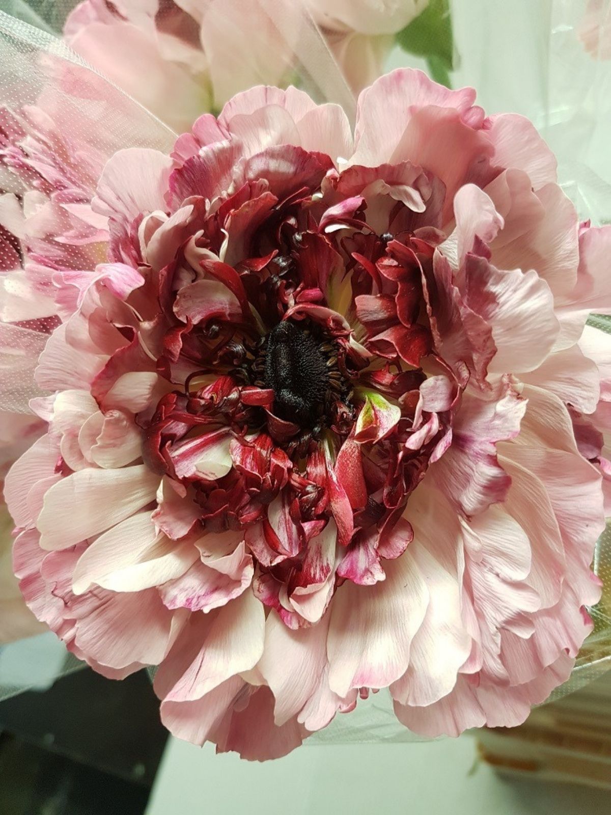 Your Favorite Japanese Ranunculus Charlotte - light pink - on thursd