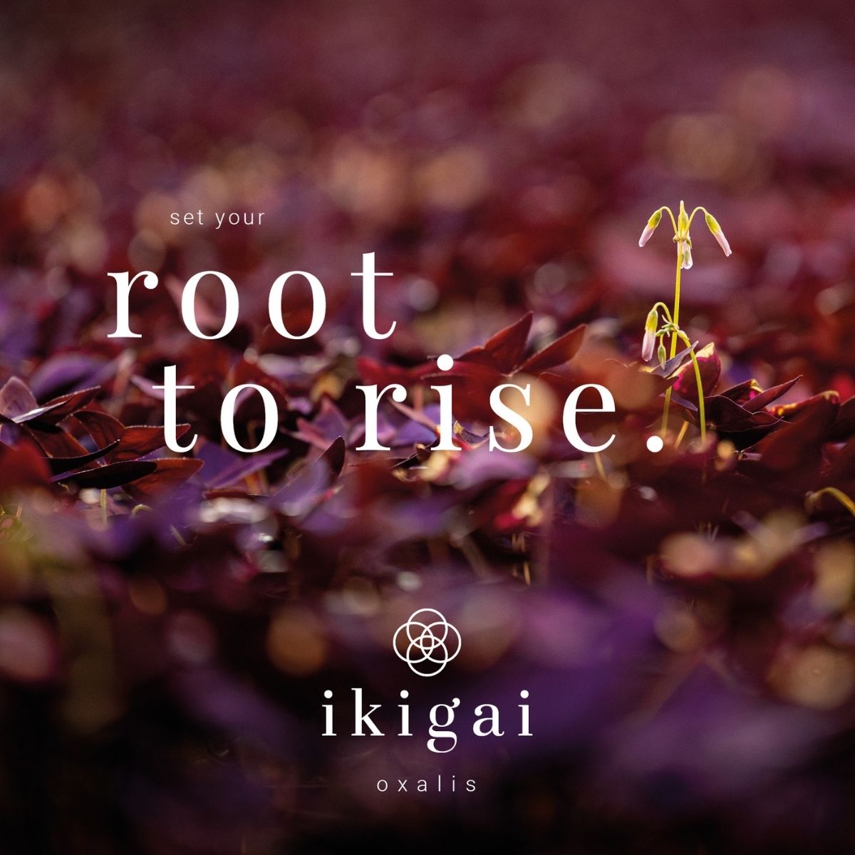 Ikigai - the new Oxalis - on Thursd - 03