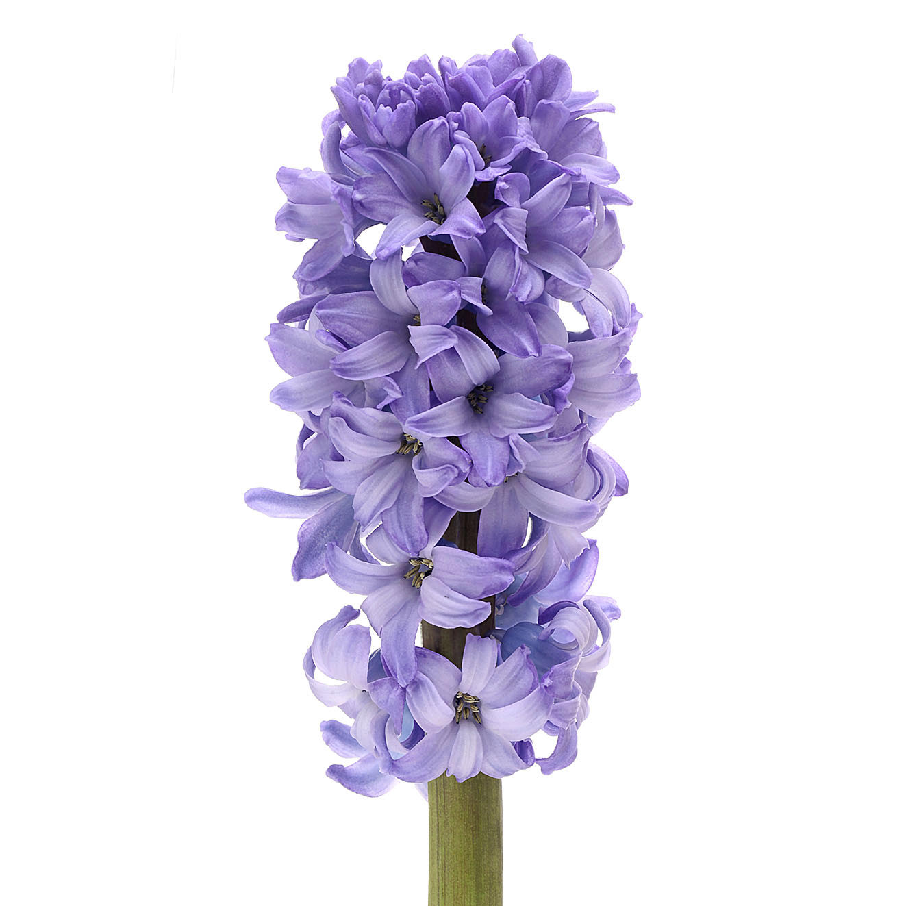 The Colorful Hyacinth and Its Rich Backstory003