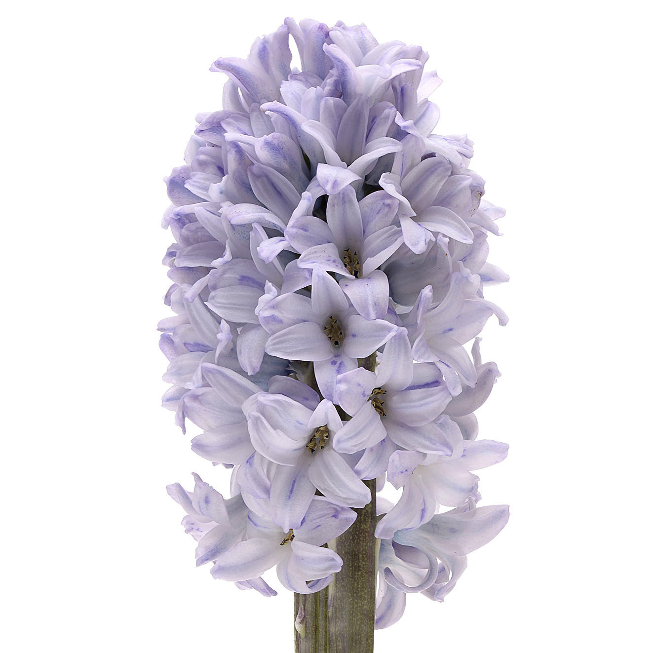 The Colorful Hyacinth and Its Rich Backstory001