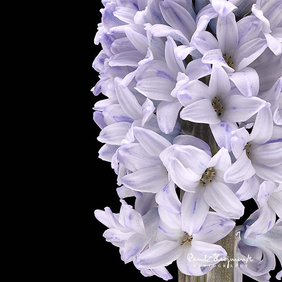 The Colorful Hyacinth and Its Rich Backstory012