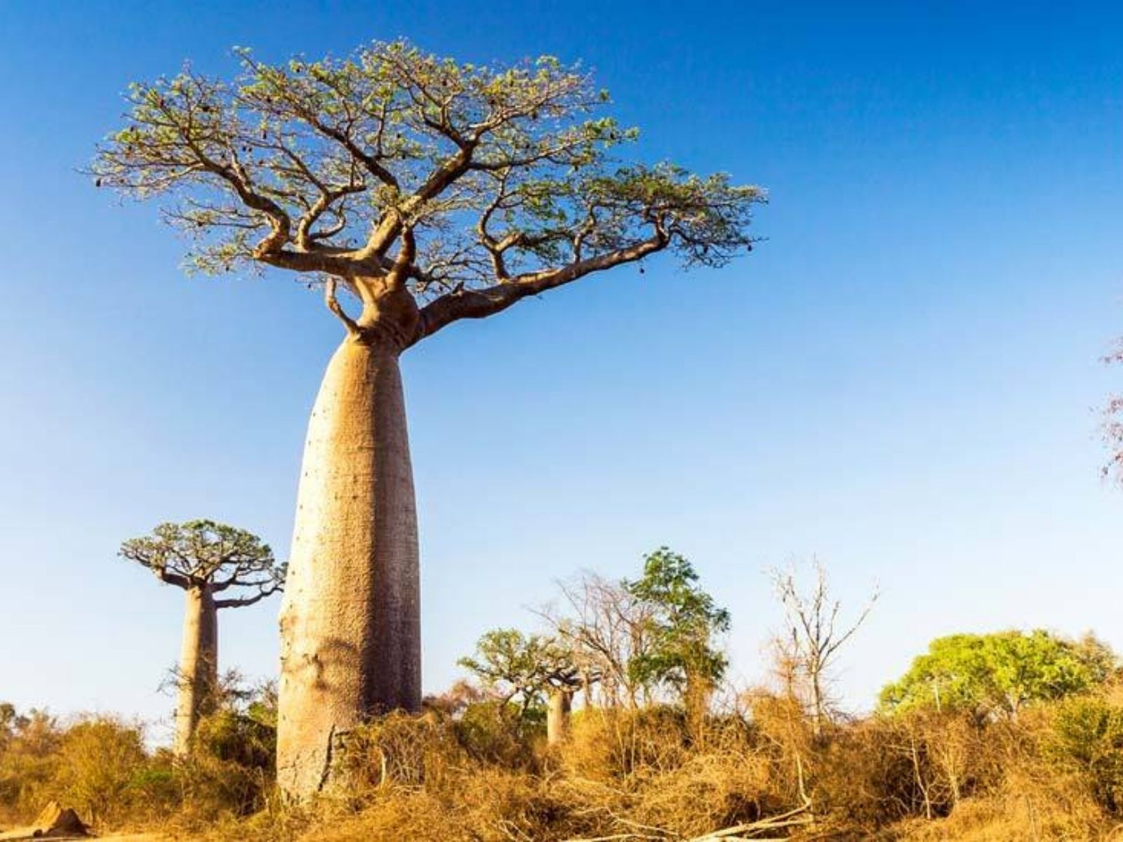 Is Caudex Extravaganza the Next Hype in Plantworld_ - Adansonias - Baobab tree - Article  on Thursd