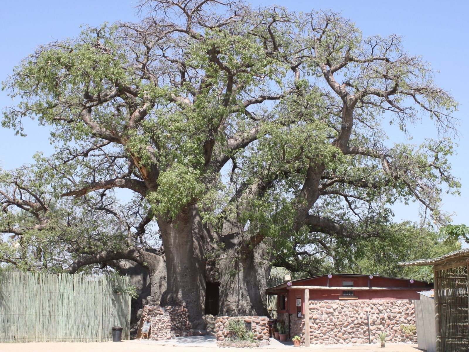 Is Caudex Extravaganza the Next Hype in Plantworld_ - Baobab tree - Article  on Thursd