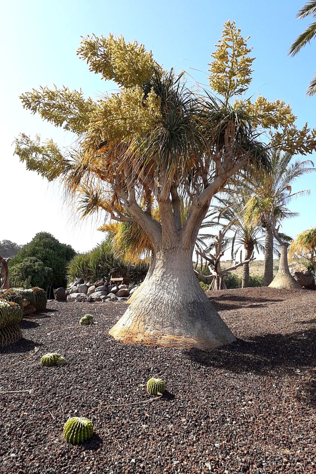Is Caudex Extravaganza the Next Hype in Plantworld_ Beaucarnea  - Article on Thursd
