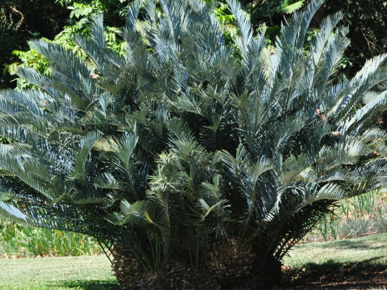 Is Caudex Extravaganza the Next Hype in Plantworld_ - Encephalartos - Article  on Thursd