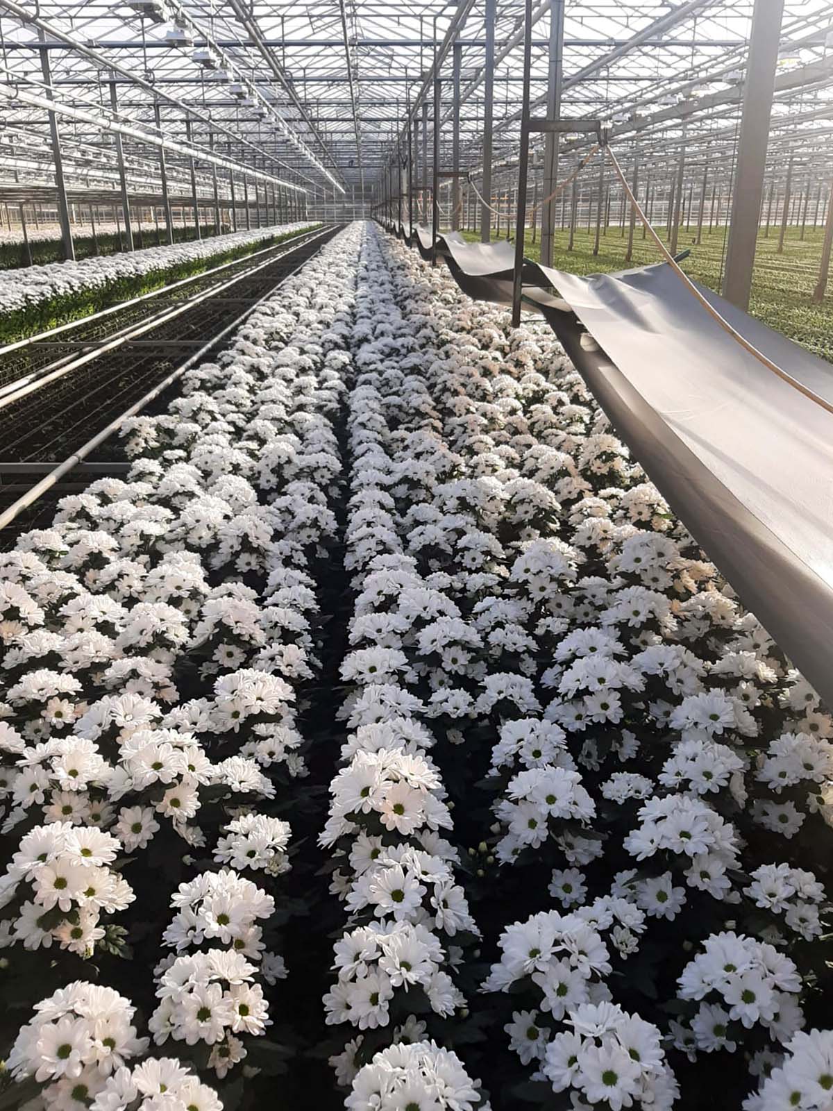 Hilverda De Boer Embraces Chrysanthemum Ilonka 04