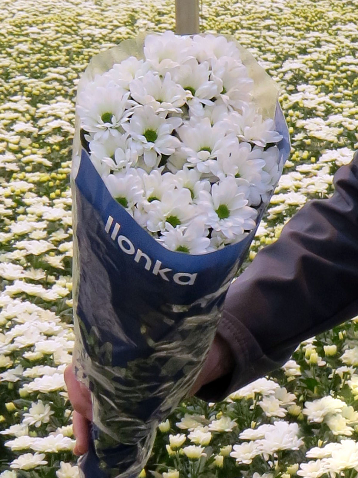 Hilverda De Boer Embraces Chrysanthemum Ilonka 02
