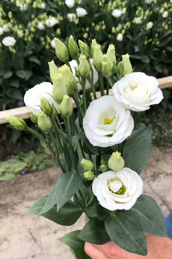 Lisianthus Rosita White by Waalzicht on Thursd