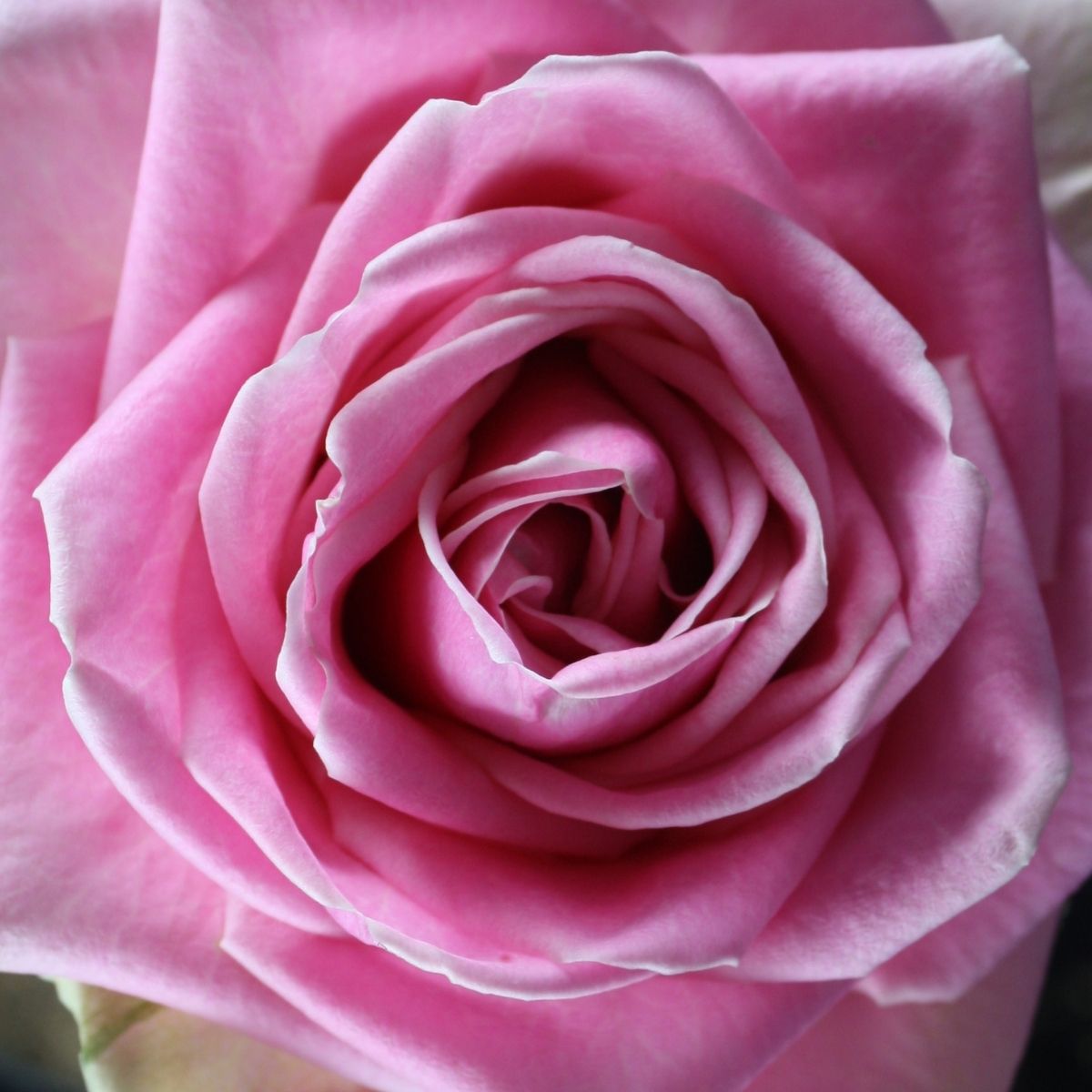 Pink Big Five - Wham - Valentine article De Ruiter on Thursd