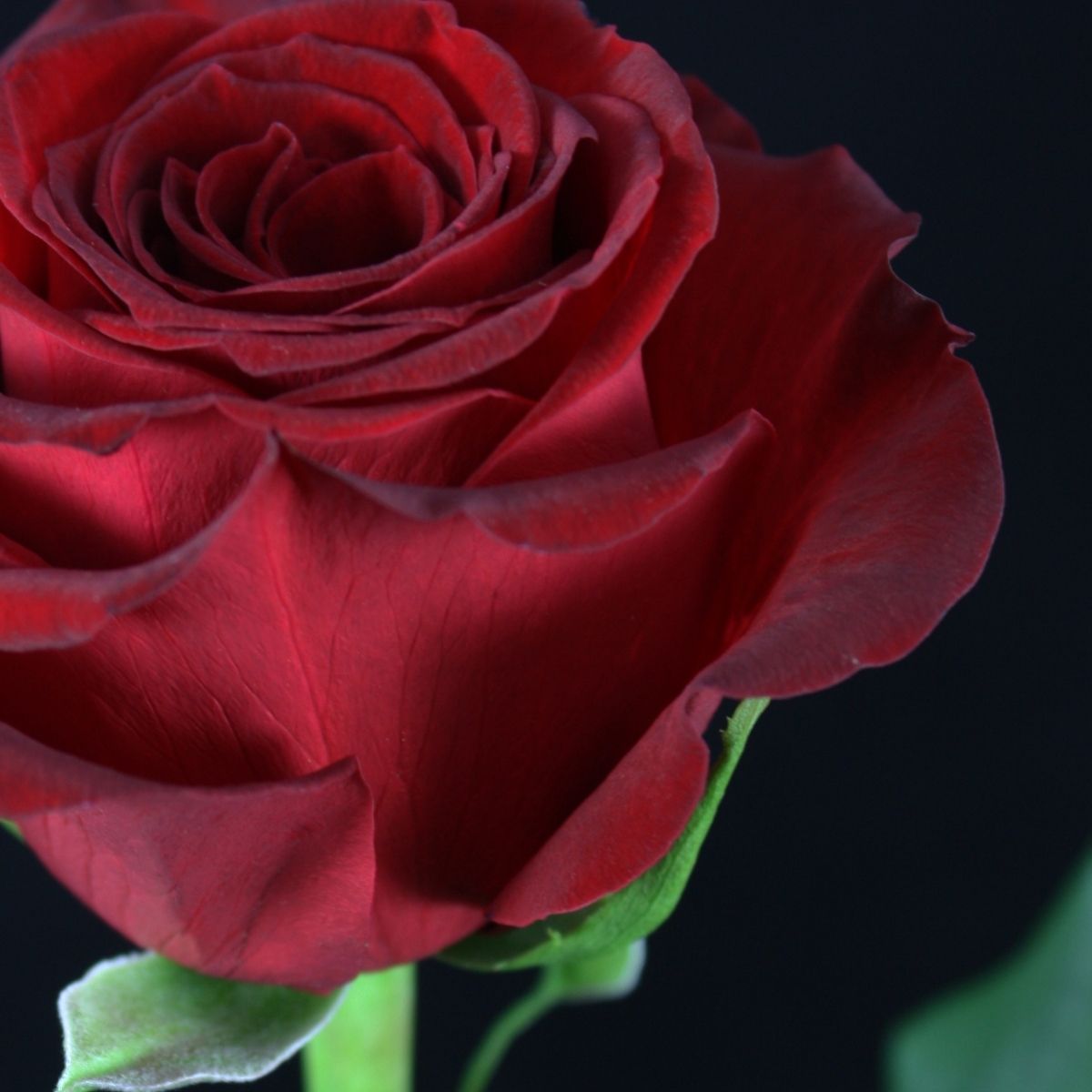 Red Big Five - Furiosa - Valentine article De Ruiter on Thursd