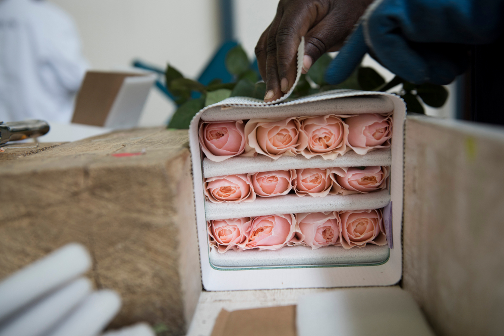 Tambuzi Rose Farm is so Much More Than Just a Business008