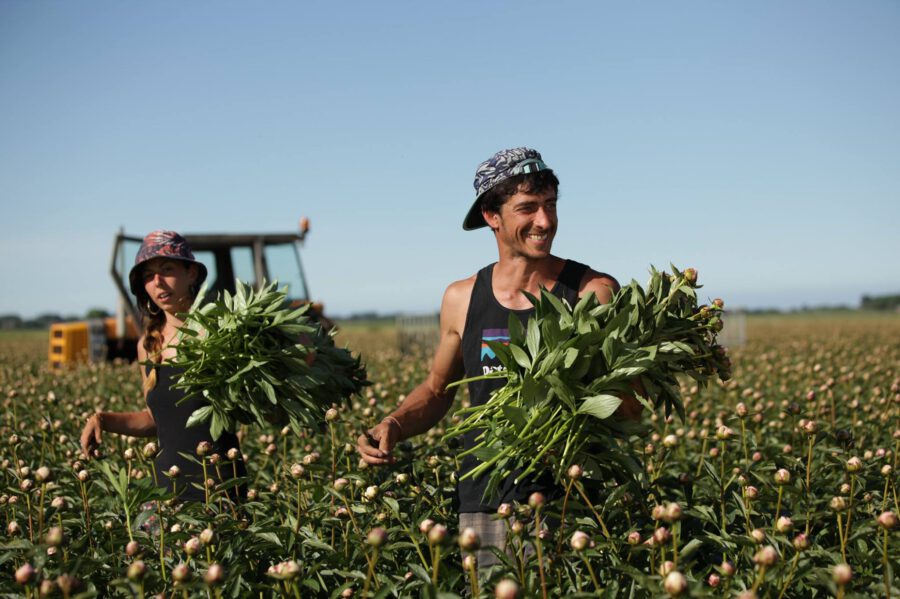 Peony Harvesters in field