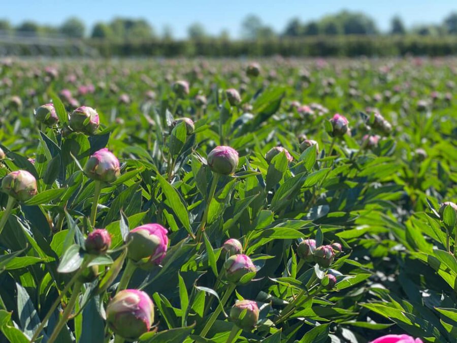 Peonies harvest