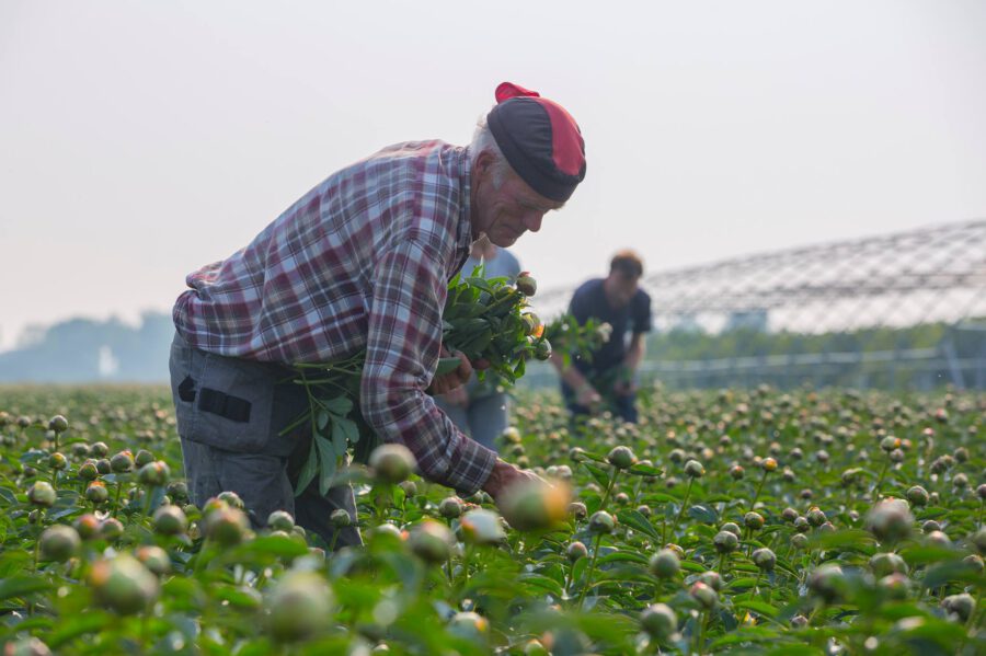 Peony harvesting