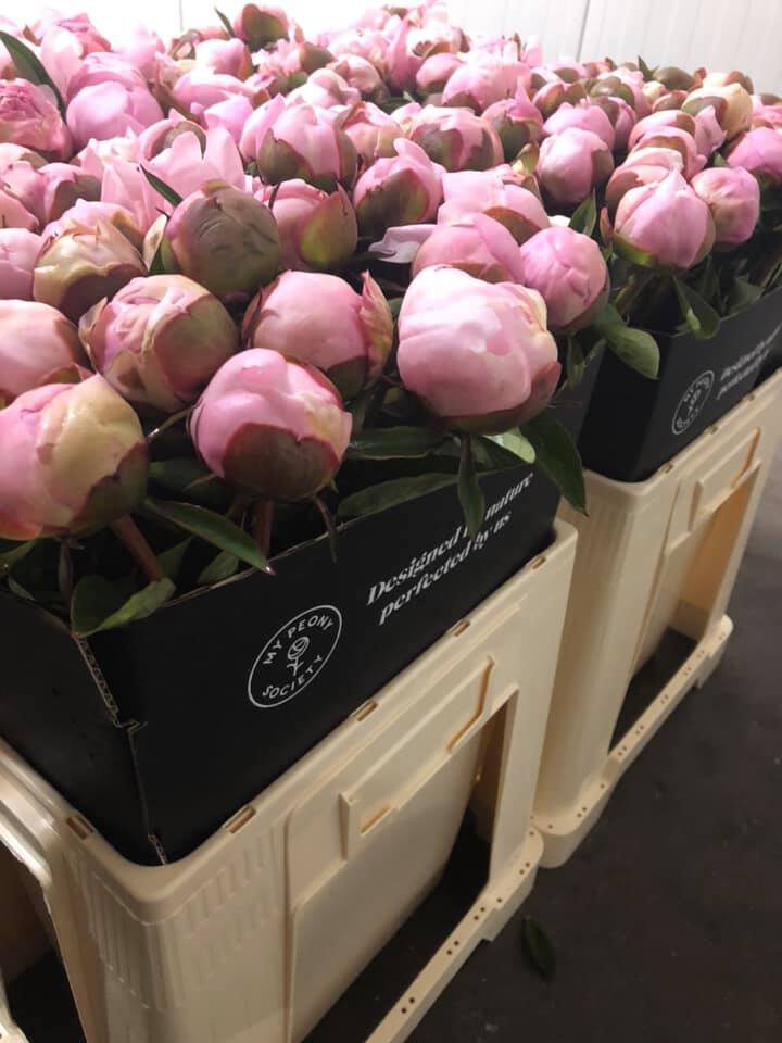 Peonies Sold Too Raw - Right Stage peonies