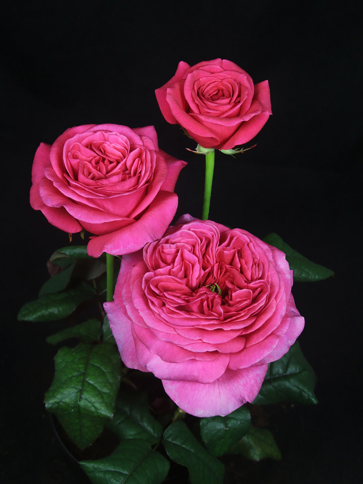 Russian Growers' Great Roses 52 London Bell