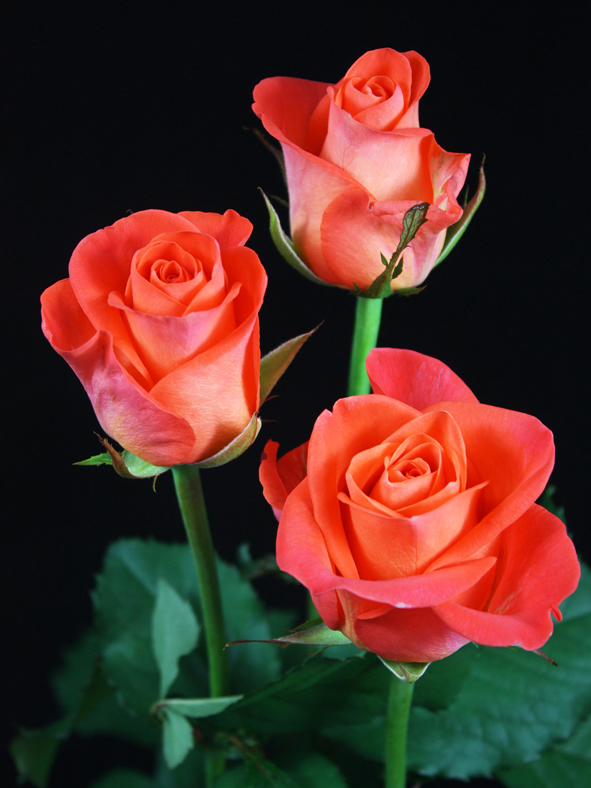 Russian Growers' Great Roses 28 WoW