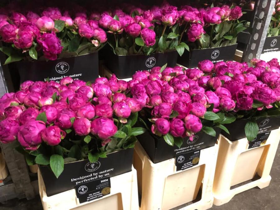 Peonies Sold Too Raw - the right stage 01