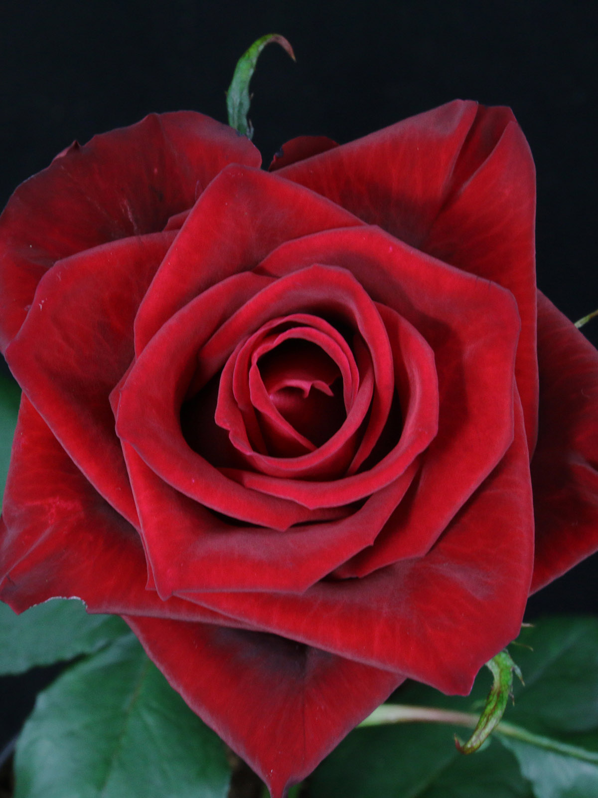 Russian Growers' Great Roses 13 Ever Red