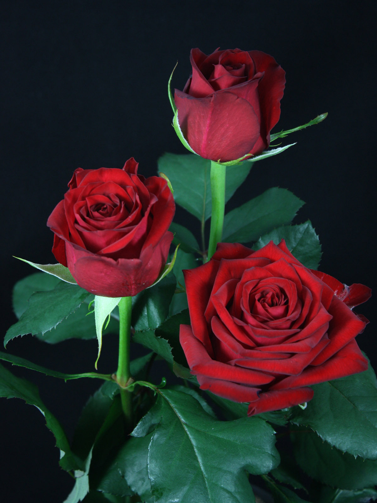 Russian Growers' Great Roses 22 Red Knight