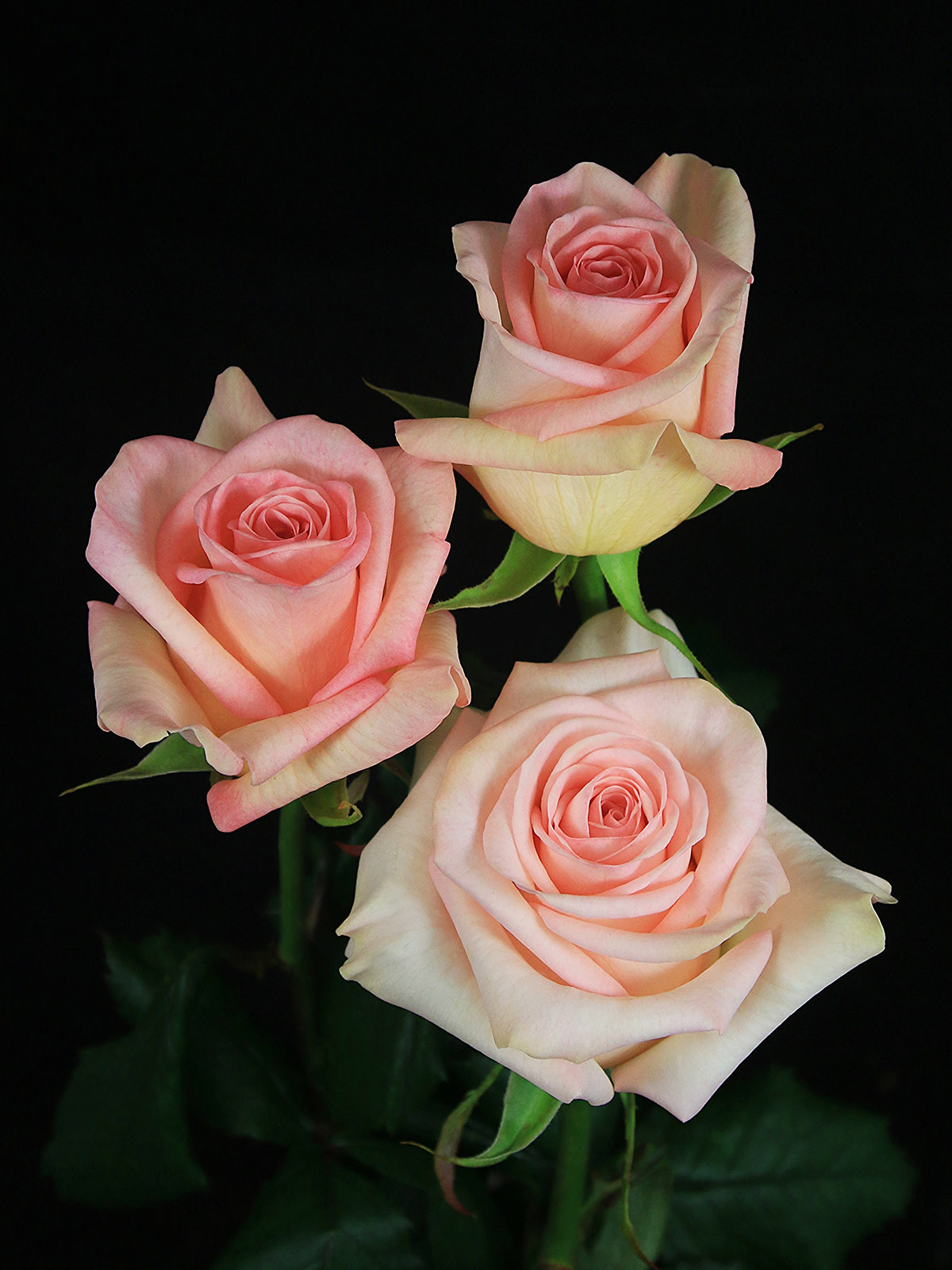Russian Growers' Great Roses 20 Pink Mood