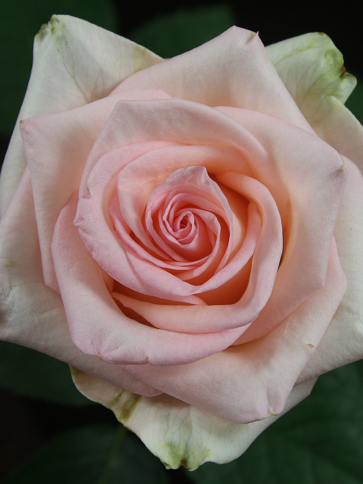 Russian Growers' Great Roses 25 Vaiana