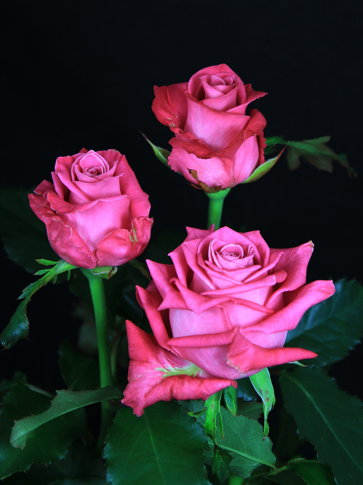 Russian Growers' Great Roses 12 Cosmiq