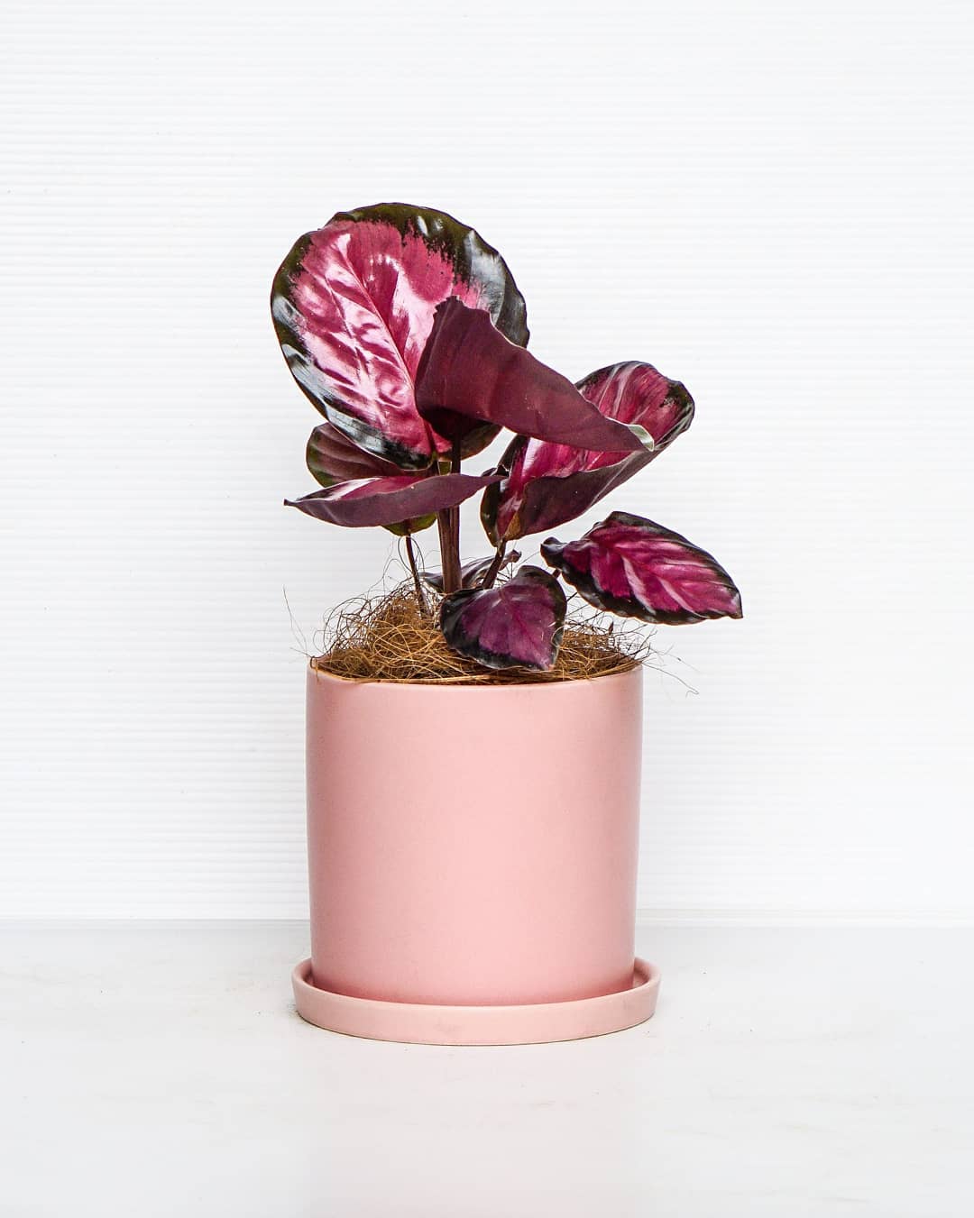 Pretty in Pink – 15 Pink Houseplants That Add a Pop of Color016