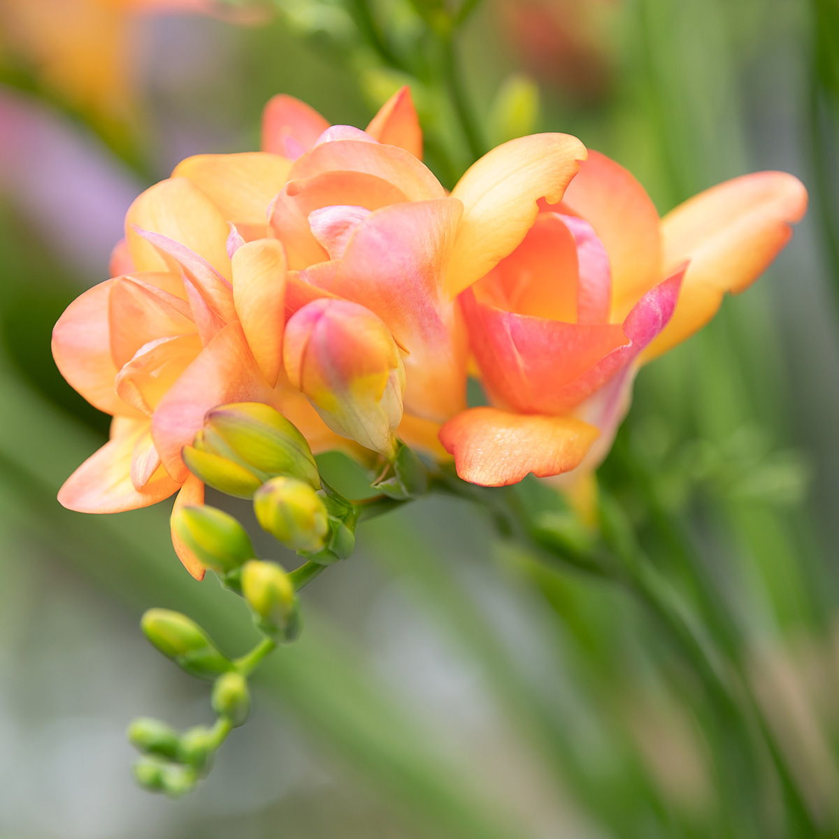 Celebrate Spring With Flowers and Plants 25 freesia