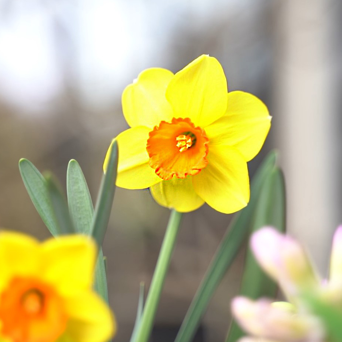 Celebrate Spring With Flowers and Plants 10 narcissus