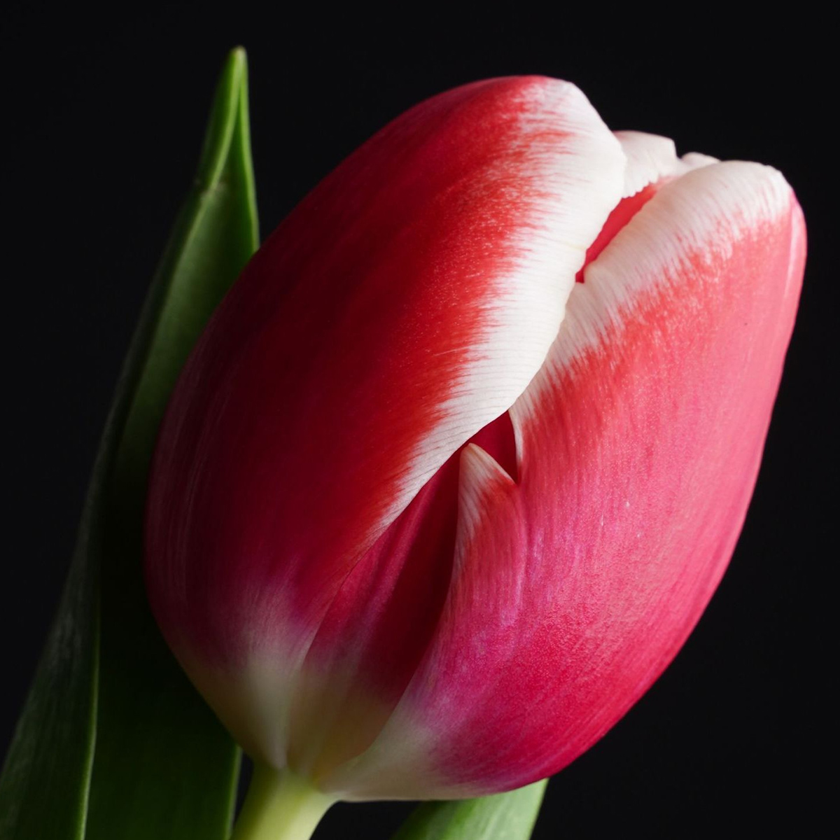 Celebrate Spring With Flowers and Plants 12 tulip