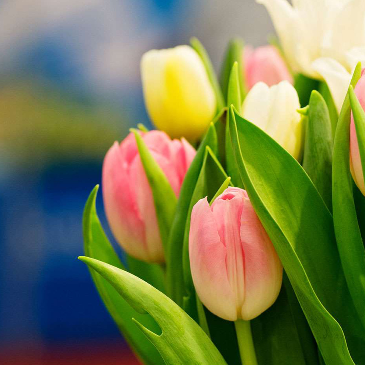 Celebrate Spring With Flowers and Plants 13 tulip