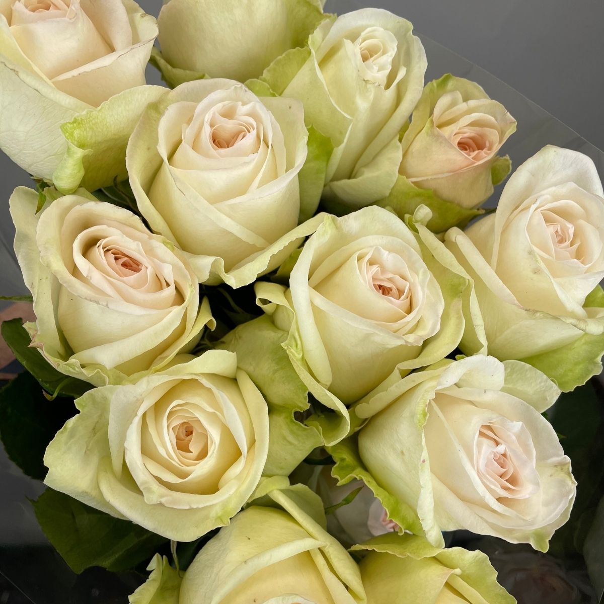 White O'Hara roses on Thursd - Ecuador 2