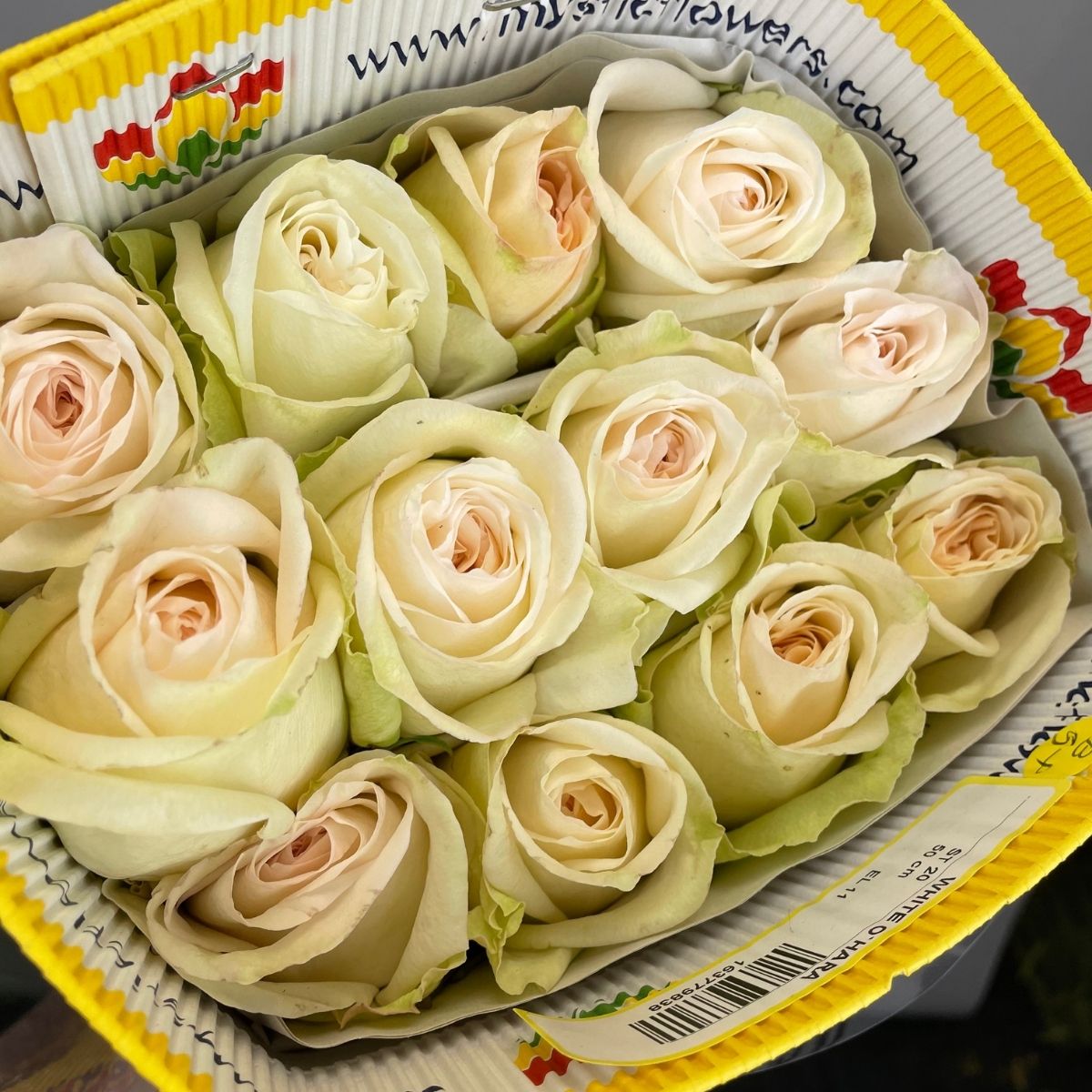 White O'Hara roses on Thursd - Ecuador
